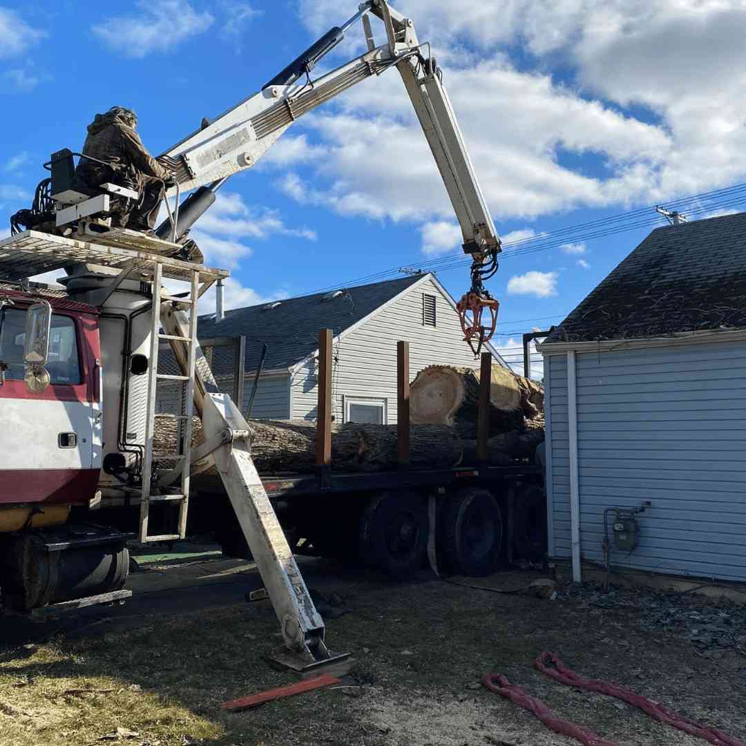 Tree Removal and cuting servcies