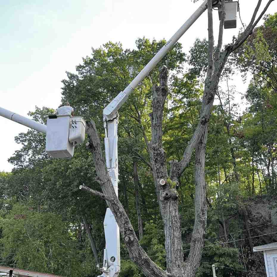 Tree Removal, Tree Cutting & Trimming, Stump Grinding, Emergency Storm Damage, Large Tree Removal