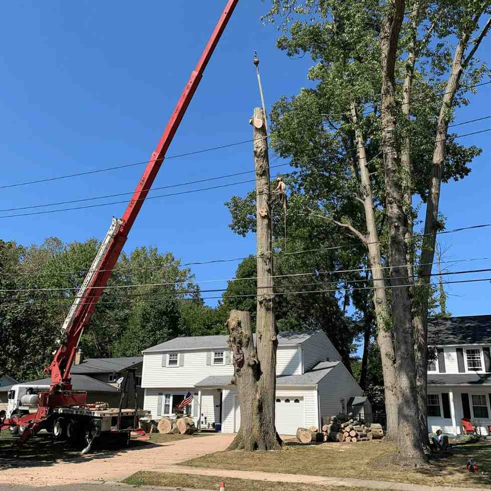 Tree Removal and cuting servcies
