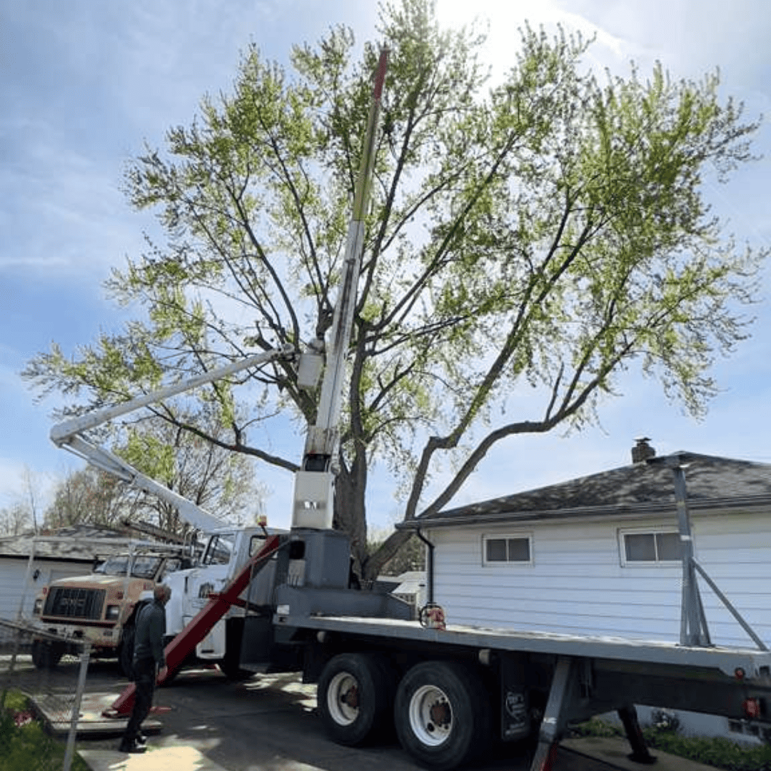 Tree Removal, Tree Cutting & Trimming, Stump Grinding, Emergency Storm Damage, Large Tree Removal