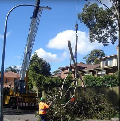 Tree Removal, Tree Cutting & Trimming, Stump Grinding, Emergency Storm Damage, Large Tree Removal